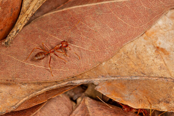 Close up red ant od dry leaf in nature