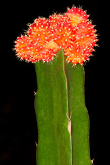 Close up cactus baby fresh flower is thorn tree on black background