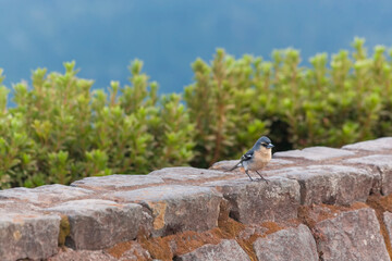 Azorean Common Chaffinch - Fringilla coelebs moreletti - on stone wall.