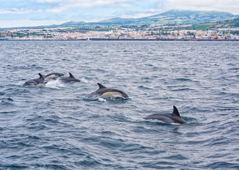 Obraz premium Striped Dolphins near Ponta Delgada, Sao Miguel, Azores