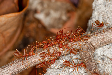 Group red ant od dry stick tree in nature