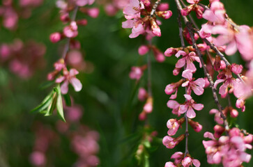 pink and white flowers