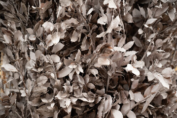 painted silver leaves for background
