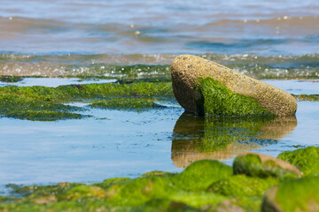 Mossy rock in the water