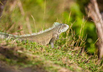 Iguana at Guadeloupe