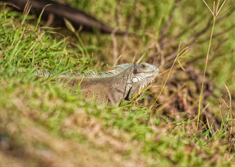 Iguana at Guadeloupe