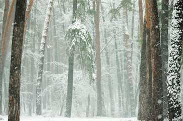 winter snowy forest with green firs and pines