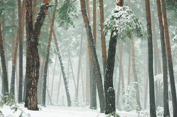 winter snowy forest with green firs and pines