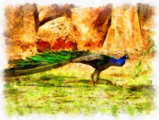 blue-green peacock watercolor style illustration impressionist painting.