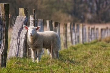 Lamb on a fenced meadow