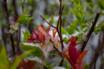 red leaves in spring
