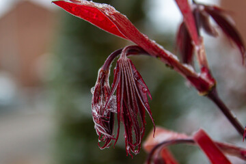 close up of a red leaves