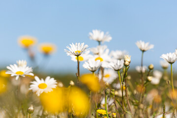 Fototapeta na wymiar Daisy and Dandelion flowers on a medaow closeup