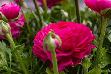 pink flowers in the garden