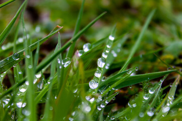 dew drops on grass