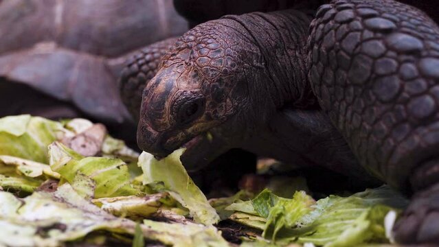 Giant tortoise hungrily devouring lettuce leaves, close up shot.