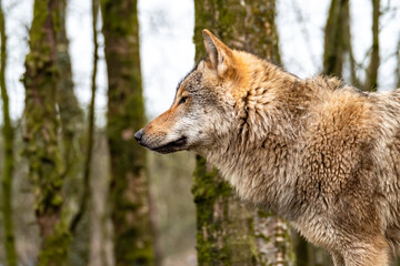 Close up of an adult wolve roaming in the forest