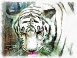 white tiger watercolor style illustration impressionist painting.