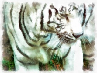 white tiger watercolor style illustration impressionist painting.