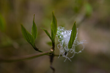 feather on a leaf