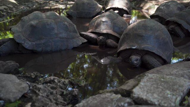Group of giant tortoises resting in shade in jungle water pool.