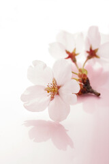 桜の背景素材　　スタジオ撮影