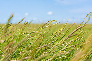 Grass in the salt marsh