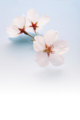Naklejka na ściany i meble 桜の背景素材　　スタジオ撮影