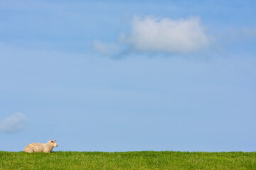 Sheep on a levee under blue sky
