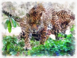 Obraz premium Leopard in various gestures watercolor style illustration impressionist painting.