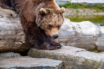 Close up big brown bear in spring forest