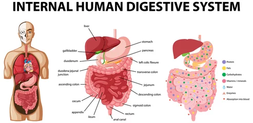Wall murals Kids Diagram showing internal human digestive system