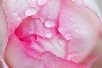 Rose flower macro. Pink rose flower close up. High quality natural background.
