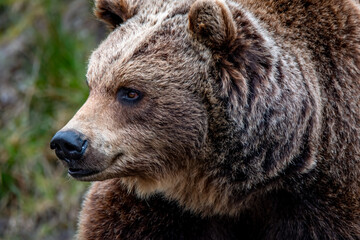 Obraz premium Close up big brown bear in spring forest
