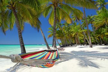 perfect tropical coconut palm with hammock at the beach