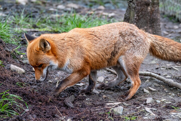 A magnificent wild Red Fox, Vulpes vulpes, in the spring forest