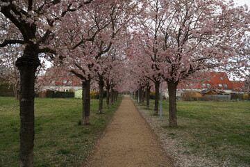 Fototapeta na wymiar blooming sakura trees along the walking path