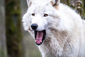 Obraz premium Close up of an adult white wolve roaming in the forest