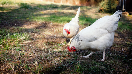 Huhn