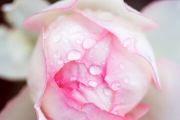 Rose flower macro. white rose flower closeup. High quality natural background. Beautiful background