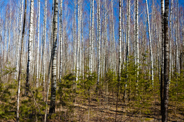Obraz premium forest landscape, in the photo birch forest in spring against the blue sky