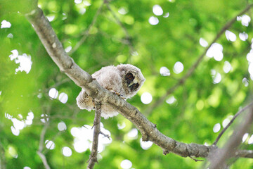 北海道の6月、トラフズクのヒナ。
