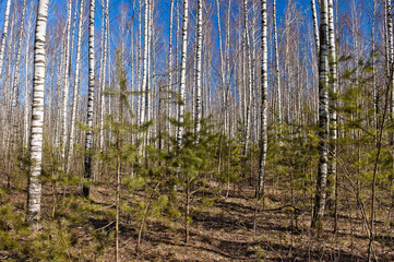 forest landscape, in the photo birch forest in spring against the blue sky