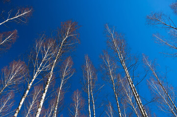 forest background, in the photo birch forest in spring against a blue sky, bottom view