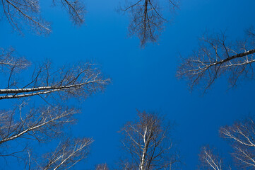 forest background, in the photo birch forest in spring against a blue sky, bottom view