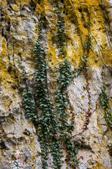 Mountain wall and hanging plants. Texture.