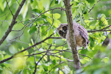 北海道の6月、トラフズクのヒナ。

