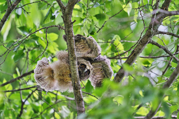 北海道の6月、トラフズクのヒナ。
