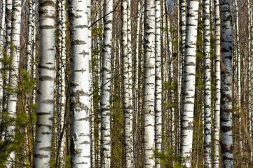 Fototapeta premium forest background, in the photo a birch forest in spring against a blue sky background