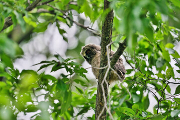 北海道の6月、トラフズクのヒナ。
